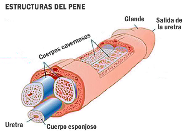 Anatomía del pene