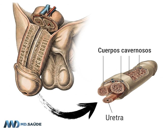 Cuerpos cavernosos.