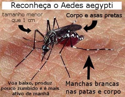 Aedes aegypti