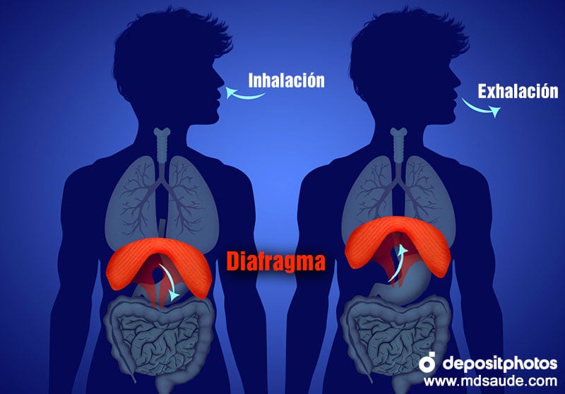 Movimientos del diafragma durante la respiración