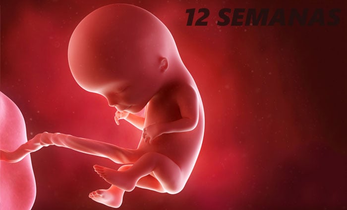 Embrião na 12ª semana de gestação