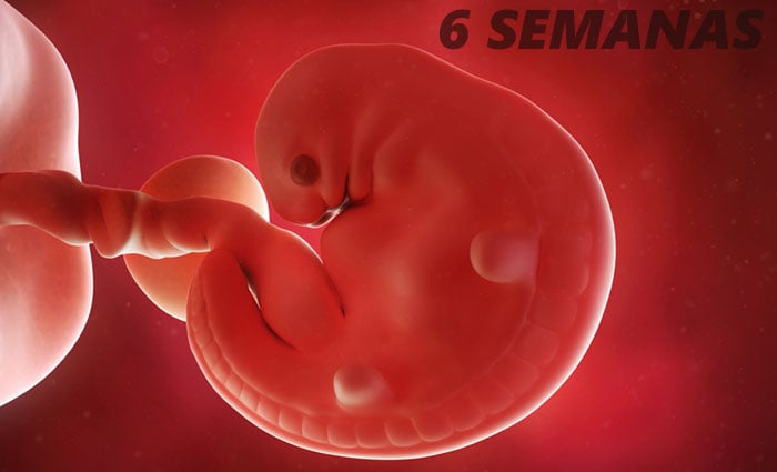 Embrião na 6ª semana de gestação