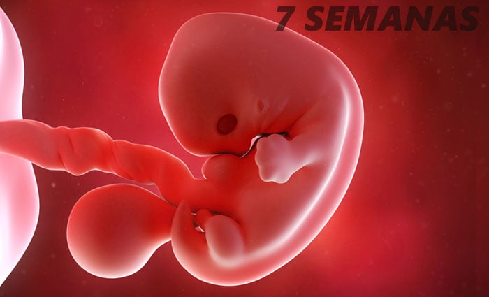 Embrião na 7ª semana de gestação