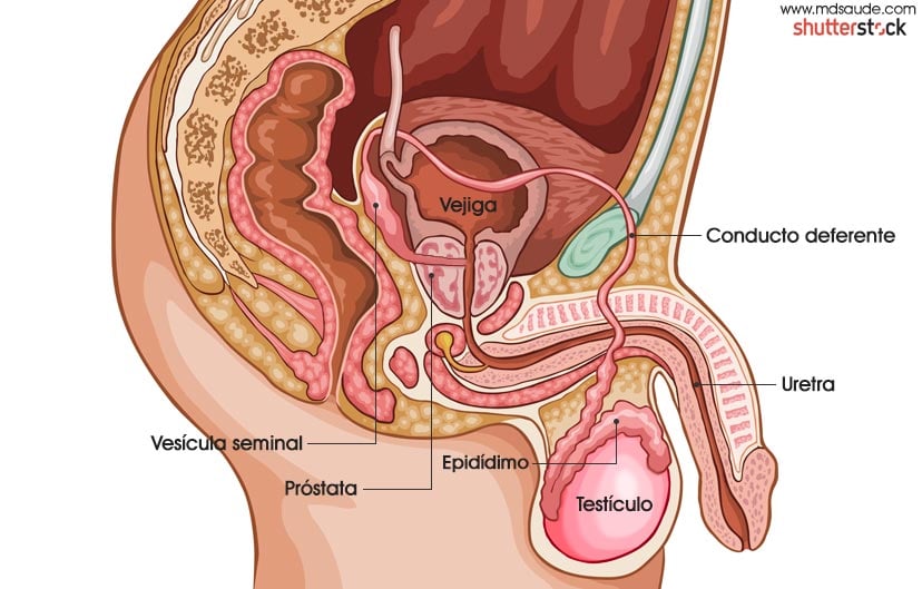 Anatomía genitourinaria
