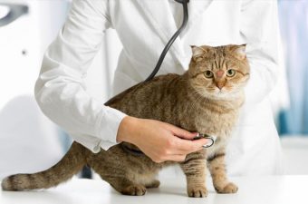 ESPOROTRICOSE – Causas, sintomas e tratamento