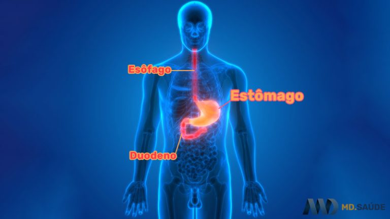 Onde fica cada órgão do corpo humano? | MD.Saúde