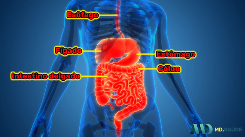 Onde Fica Cada rg o Do Corpo Humano MD Sa de
