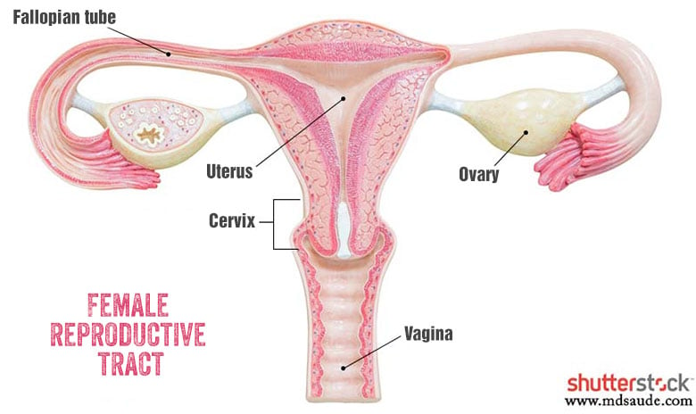 Have Pink Discharge? 7 Types Of Vaginal Discharge And What They Mean