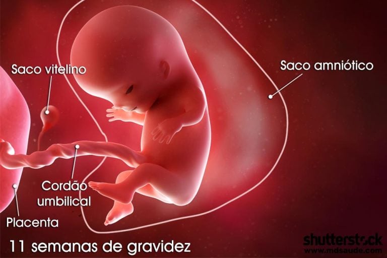 11 semanas de gravidez | Gestação semana a semana