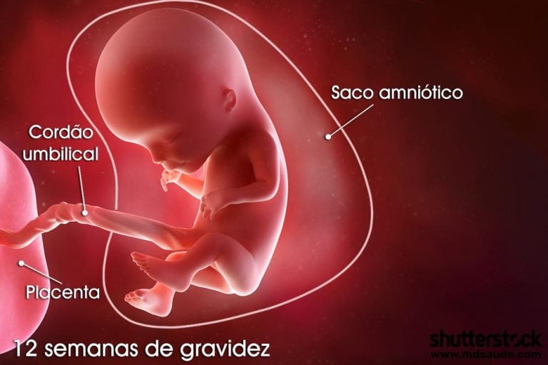 12 semanas de gravidez | Gestação semana a semana