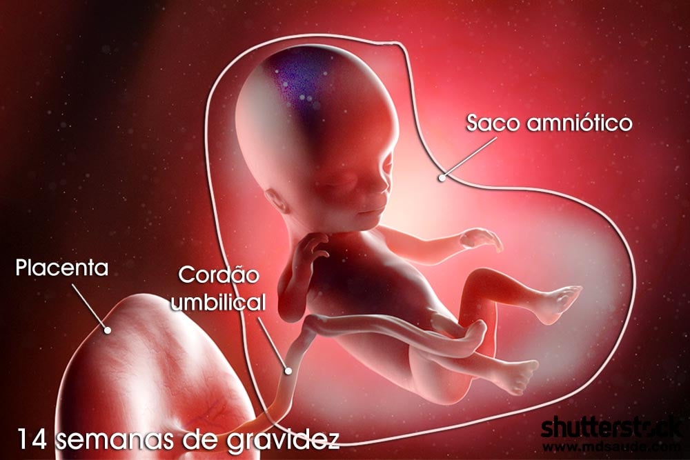 Feto na décima quarta semana de gravidez