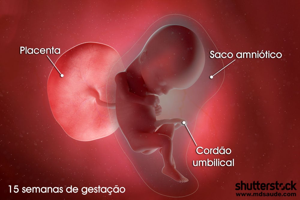 Feto na décima quinta semana de gravidez