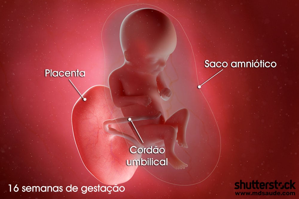 Feto na décima sexta semana de gravidez