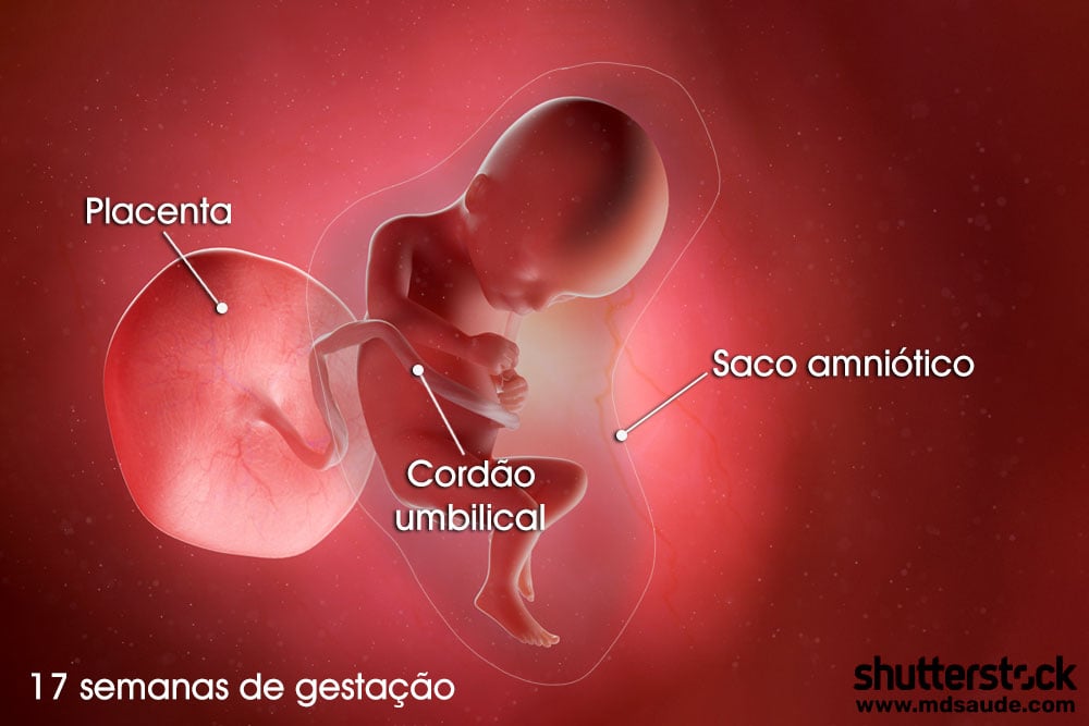 Feto na décima sétima semana de gravidez