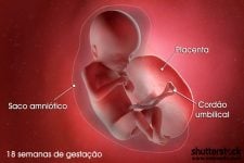 18 semanas de gravidez | Gestação semana a semana