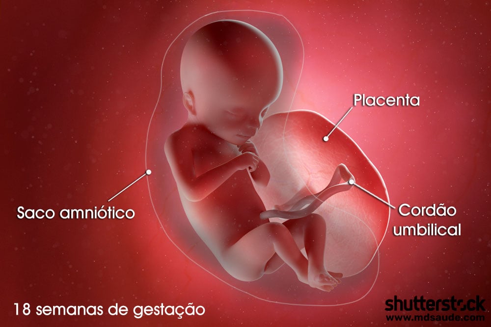 Feto na décima oitava semana de gravidez