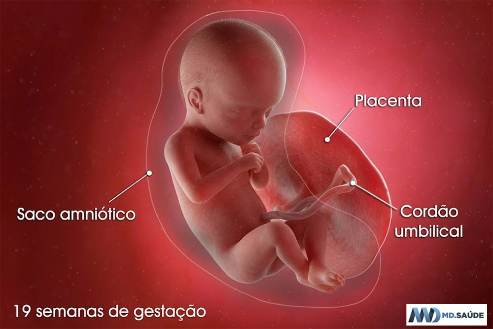 19 semanas de gravidez | Gestação semana a semana