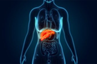 FÍGADO – O que é, onde fica e principais funções