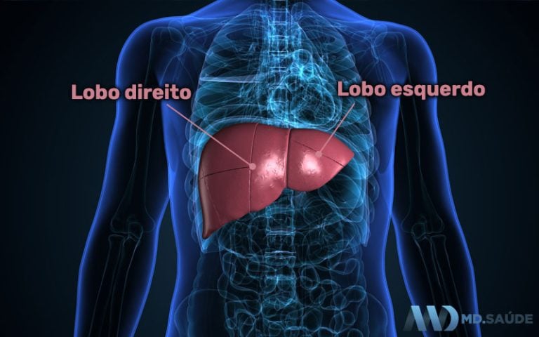 Onde fica cada órgão do corpo humano? | MD.Saúde