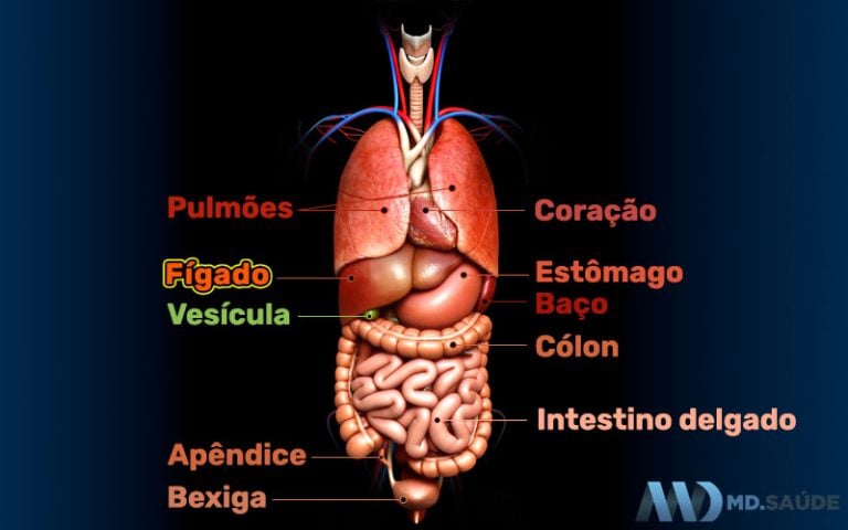 Onde fica cada órgão do corpo humano? | MD.Saúde