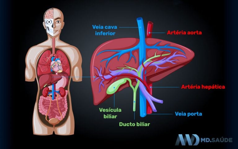 Onde fica cada órgão do corpo humano? | MD.Saúde