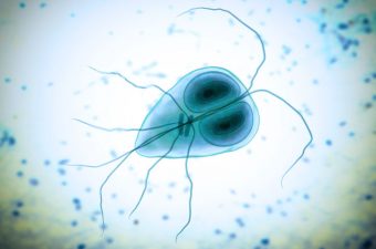 GIARDIA LAMBLIA – Sintomas, transmissão e tratamento