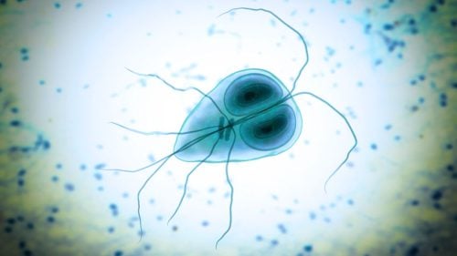 Giardia Lamblia