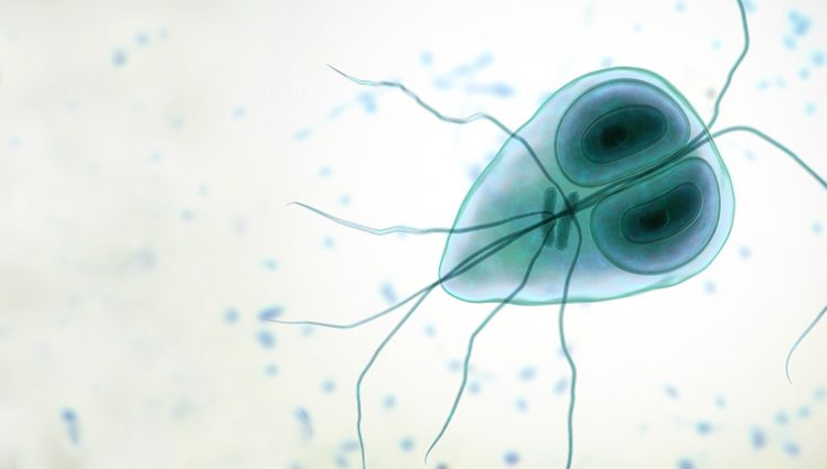 Giardia