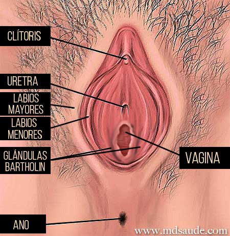 Localização das glândulas de Bartholin