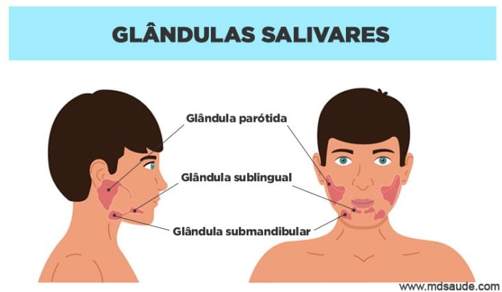 Localização das glândulas salivares