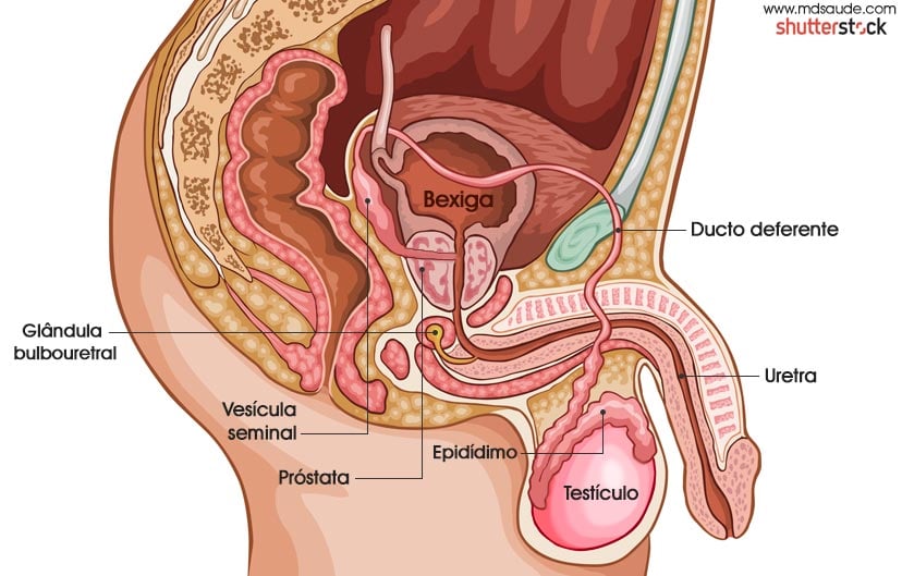 Hemospermia - Anatomia do processo ejaculatório