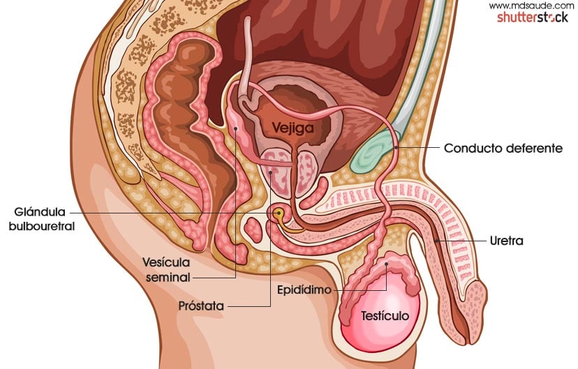 Anatomía del proceso eyaculatorio