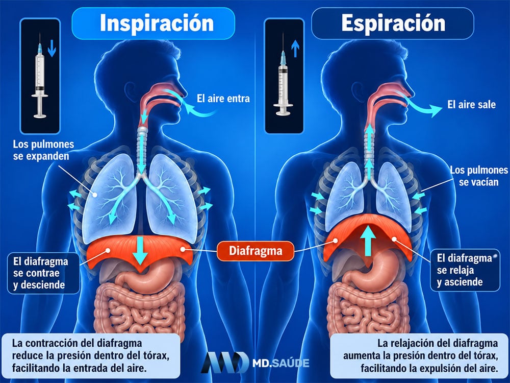 Movimientos del diafragma durante la respiración