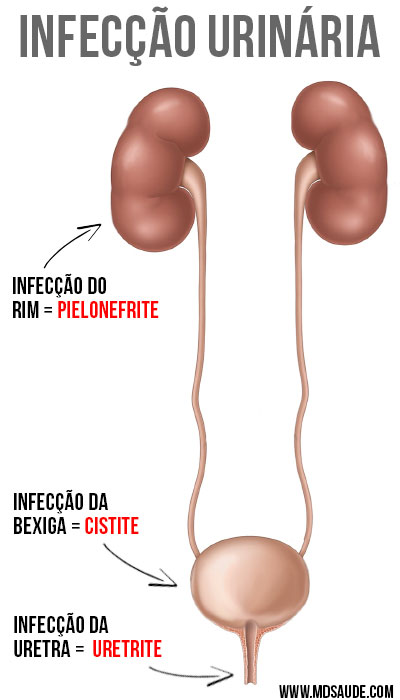 Infecção urinária - anatomia urinária