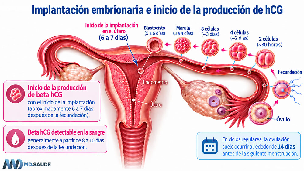 Inicio de la producción de hCG