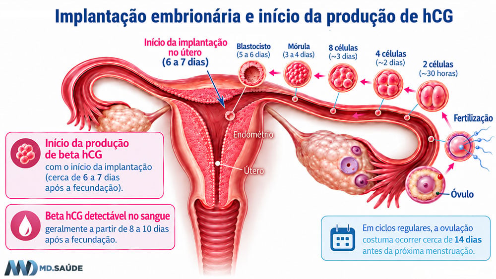Início da produção de hCG