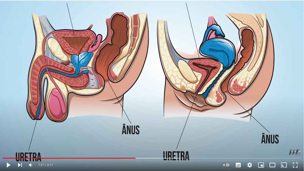 Vídeo: por que as mulheres têm mais infecção urinária?