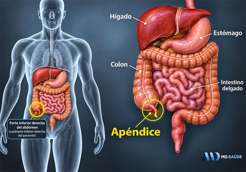 Ubicación del apéndice