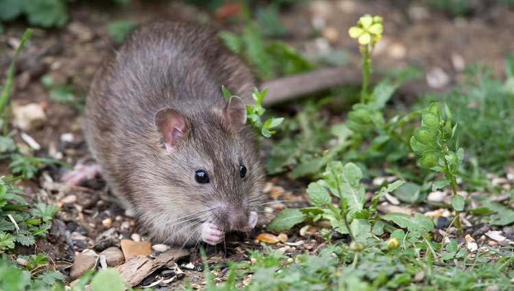 Rato - leptospirose