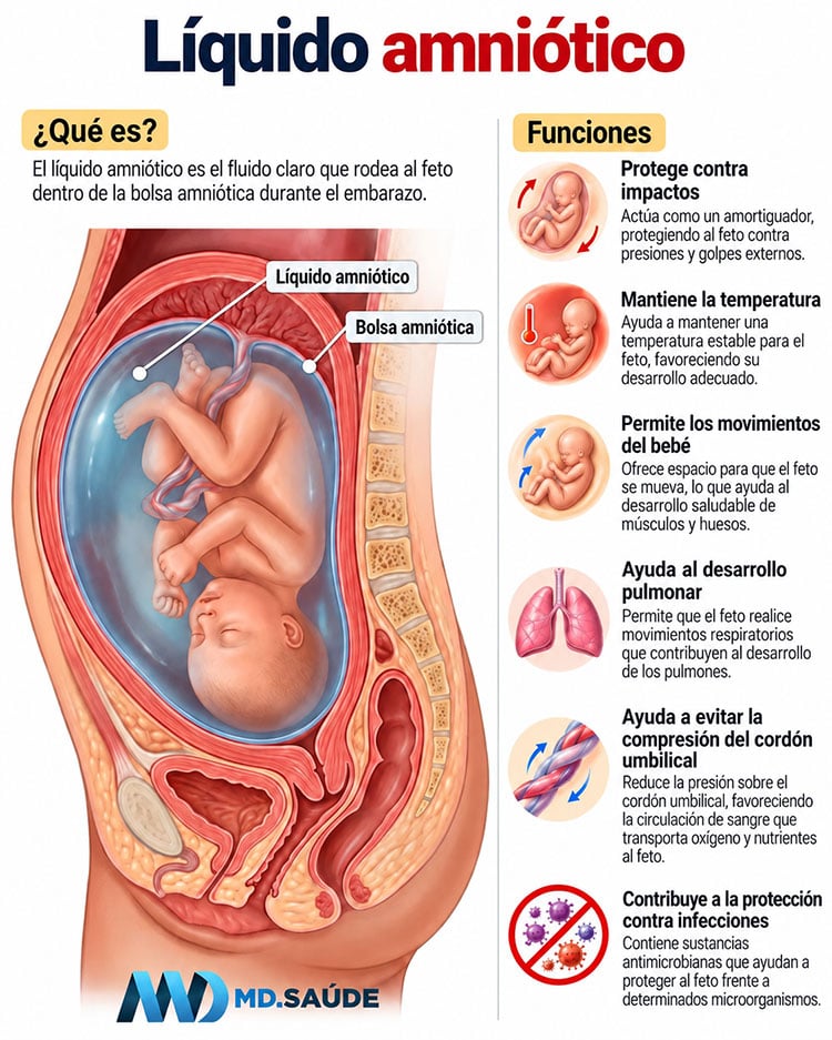 Líquido amniótico: ilustración del feto dentro de la bolsa amniótica y de las principales funciones de este líquido durante el embarazo.