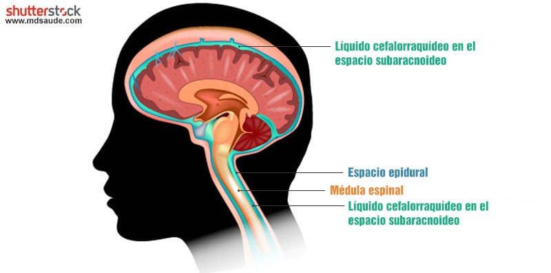 Líquido cefalorraquídeo (LCR)