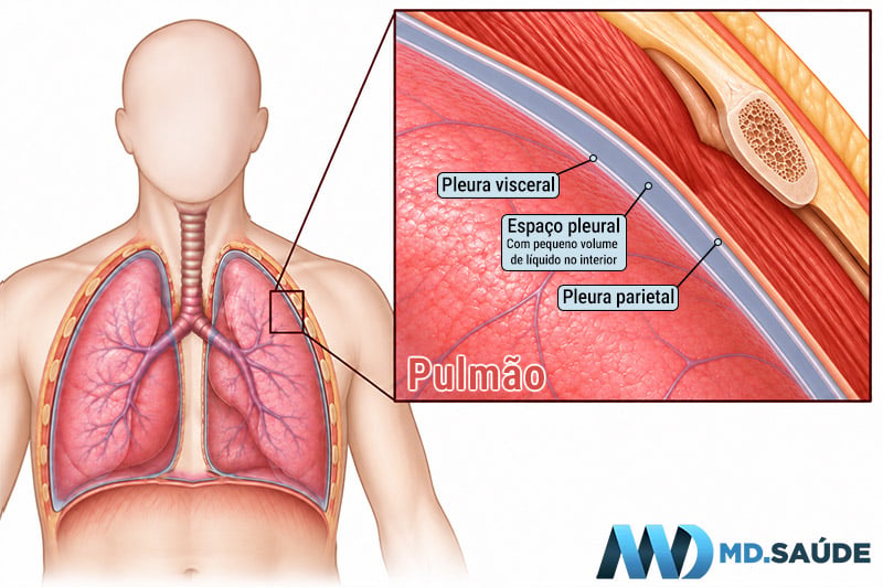 Ilustração anatômica mostrando pleura visceral, pleura parietal e o espaço pleural normal com pequena quantidade de líquido.
