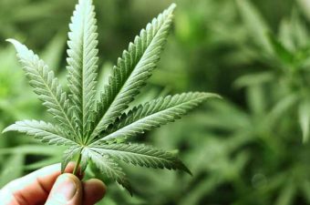 MACONHA – Principais efeitos no organismo