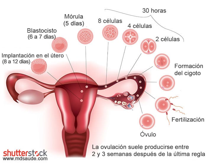 Eventos desde la fertilización del óvulo hasta la implantación del embrión en el útero