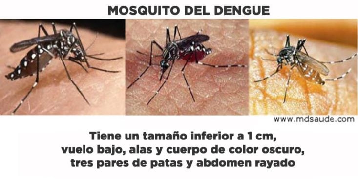 Apariencia del mosquito Aedes
