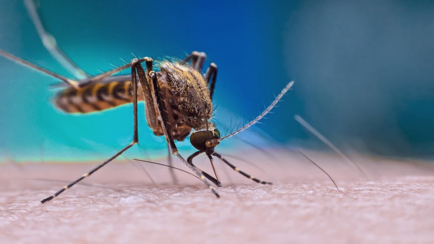 Mosquito Aedes