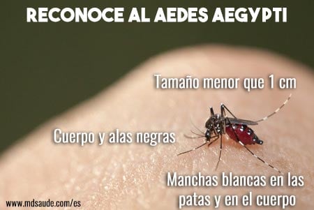 Dengue: qué es, síntomas, complicaciones y tratamiento