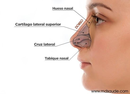 Estructura de la nariz