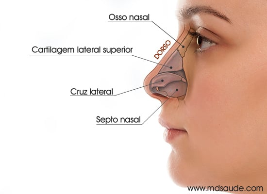 Anatomia do nariz