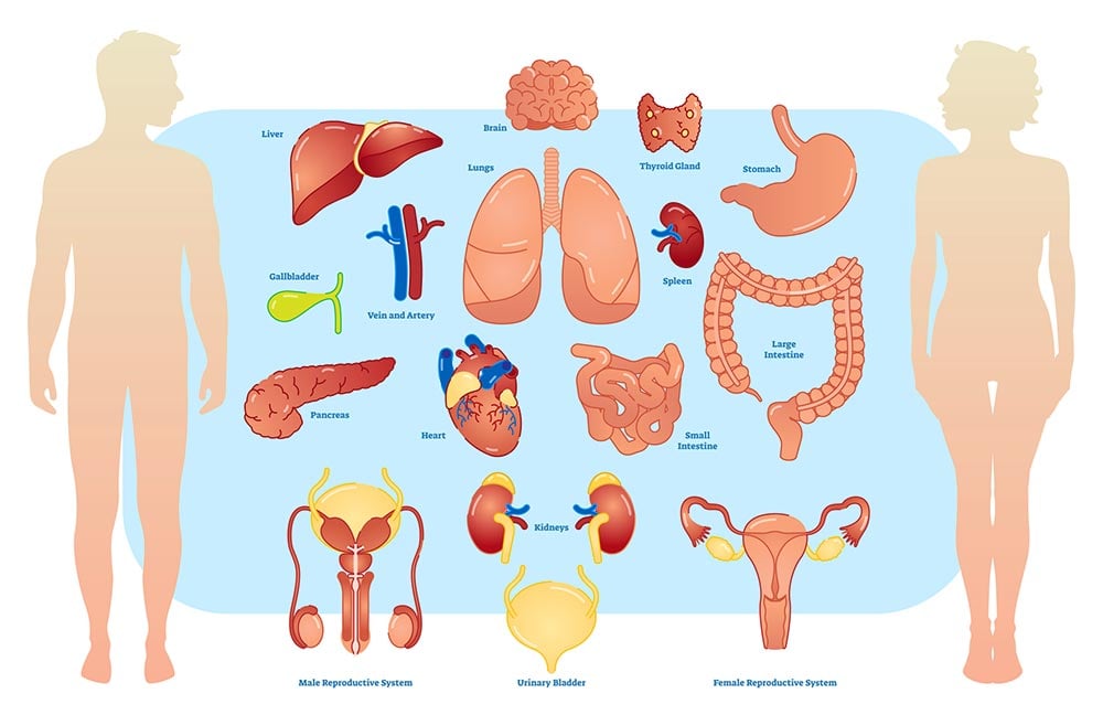 Onde ficam os órgãos do corpo humano